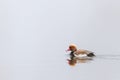 White and brown canvasback duck swimming in a lake during daytime