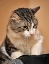 White and brown cat with big surprised eyes