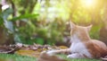 White and brown cat in the garden. Play with lovely pet at home. Stay home