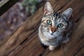 White and brown cat looking at you Royalty Free Stock Photo