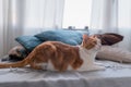 White and brown cat with yellow eyes lies down next to pillows in front of the window Royalty Free Stock Photo