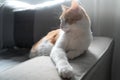 white and brown cat with yellow eyes lying on the sofa, looks to the side. Light and shadow Royalty Free Stock Photo