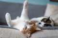 White and brown cat with yellow eyes lying on the sofa, stretches the paws . close up. Royalty Free Stock Photo