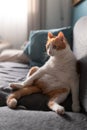 White and brown cat with yellow eyes sitting on the sofa with a funny posture Royalty Free Stock Photo