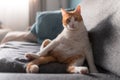 White and brown cat with yellow eyes sitting on the sofa with a funny posture, looks at the camera 3 Royalty Free Stock Photo