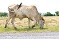 White brown cattle grazing Royalty Free Stock Photo