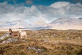 White and brown color donkey in a field, beautiful mountains in the background. Connemara, ireland, county Galway, Warm sunny day