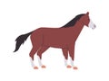white and brown color horse mare or stallion wild nature mammal animal have tail and power fast run
