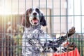 White and brown colored setter in the cage and shelter. They are fast, stylish game-finding dogs with a unique history. Royalty Free Stock Photo