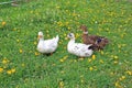 Domestic geese, Latvia Royalty Free Stock Photo