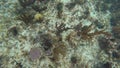 White and brown coral reefs with other life forms