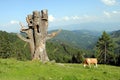 White and brown cow