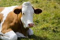 White and brown cow laying on grass Royalty Free Stock Photo