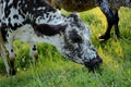The white brown cow eating grass in the grass ground Royalty Free Stock Photo