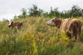 White and brown cow green meadow Royalty Free Stock Photo