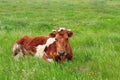 White-brown cow lying in the green grass in the meadow on a summer day Royalty Free Stock Photo