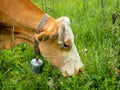 White-brown cow& x27;s head with trimmed horn tips in close-up. Side view. Animal eating green succulent grass. Concept of Royalty Free Stock Photo