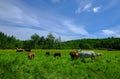White and brown cows in field in Quebec Royalty Free Stock Photo