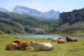 Family of cows having a rest in a lake Royalty Free Stock Photo