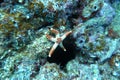 A white brown cute starfish