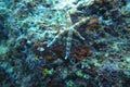 A white brown cute starfish