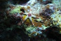 A white brown cute starfish Royalty Free Stock Photo