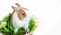 White-brown cute rabbit in a wicker basket isolated on a white background. Lovely young rabbit sitting Royalty Free Stock Photo