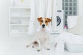 White and brown dog bites washed linen hanging on clothes dryer, sits on floor in laundry room near basin full of towels. Home and