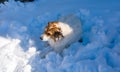 White brown dog of a Greek shepherd breed on snow background