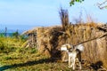 Dog guarding a straw hut in the mountains