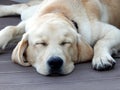 Sleeping white dog on wooden floor Royalty Free Stock Photo