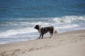 A white and brown dog staring at the wave near Dewey Beach, Delaware Royalty Free Stock Photo