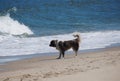 A white and brown dog staring at the wave near Dewey Beach, Delaware, U.S Royalty Free Stock Photo