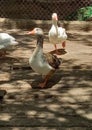 White and brown domestic ducks in the poultry Royalty Free Stock Photo