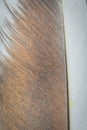 White and brown dove feather. background or textura Royalty Free Stock Photo