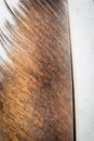 White and brown dove feather. background or textura Royalty Free Stock Photo