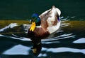 White and brown duck with green head swimming on the surface of the water