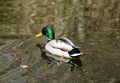 White and brown duck with green head swimming on the surface of water