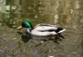 White and brown duck with green head swimming on the surface of water