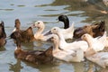 White and brown Ducks masses swiming on lagoon