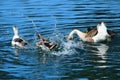 White and brown ducks splashing and playing in still blue lake waters at Kenneth Hahn Park