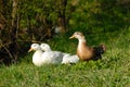 White and brown ducks wail in village city garden park patio on green grass. Ducks on farm green field. Rural landscape. Ducks