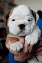 White with brown ears English Bulldog puppy