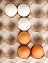White and brown eggs Royalty Free Stock Photo