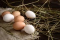 White and brown eggs on straw and wooden dark background