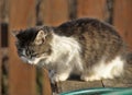 White and brown fluffy cat Royalty Free Stock Photo