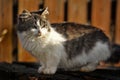 White and brown fluffy cat Royalty Free Stock Photo