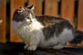 White and brown fluffy cat Royalty Free Stock Photo