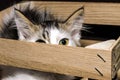 white and brown fluffy kitten peeking out of a wooden packing bo