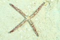 White and brown four arms starfish Royalty Free Stock Photo